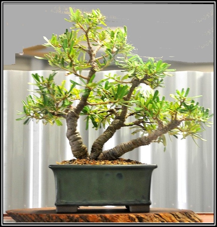 marginata